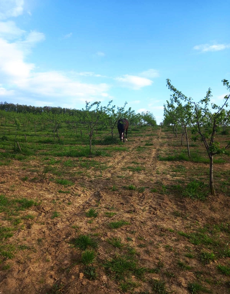 Prodajemo zemljište, Kosmaj - slika 2